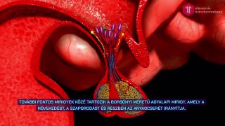 Az endokrin rendszer