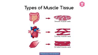 The Muscular System