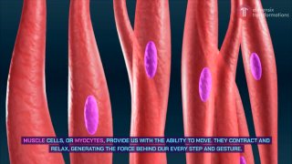The Human Cell